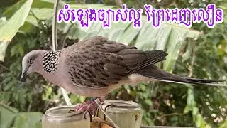 សំឡេង លលកច្បាស់ល្អ