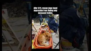 After 9/11, rescue dogs faced depression #dog