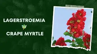 Crape Myrtle / Lagerstroemia # Flowers and Fruits World