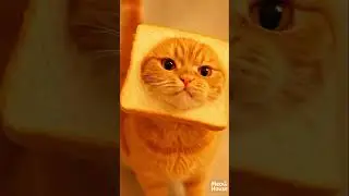 POV: you got caught stealing bread 🍞🍞🐾🐾🐱🐱🥲🥲💖💖🌟🌟🌟😍😍😍😍😍😍😍😍#orangecat #funnycats