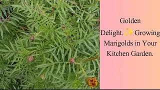 Planting marigolds in a kitchen garden is beneficial for pest control.#mustwatch#marigold#gardening