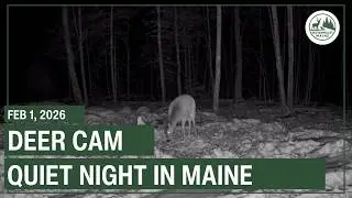 Backyard Wildlife Maine - Live Deer Cam