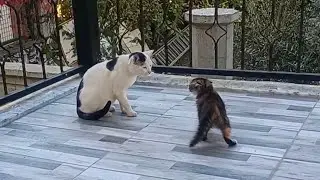Best Funny Animal Moments That Made 2026 🤣 Funniest Dogs And Cats 🐶😸