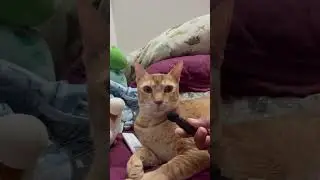 Mao and his cat medicine story #catshorts #kittylove #catvideos