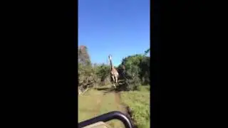 Giraffic Park