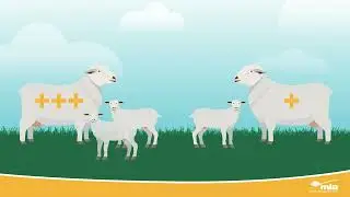 Sheep Reproduction Traits