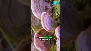 Wild Mushroom Wonders: Nature&rsquo;s Hidden Gems 🍄✨ #shorts