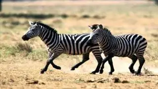 Zebra Sounds