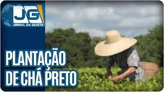 Japonesa de 90 anos planta ch&aacute; preto