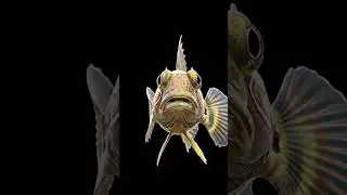 Ultra Realistic 3D Fish | Stunning Hologram Effect You Must See!