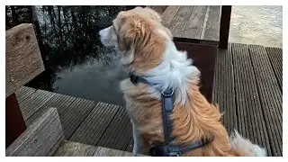 mit meiner Gigi nach den Schwänen schauen