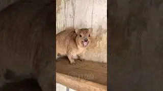 Why Is He Screaming At Me? 😡🤯