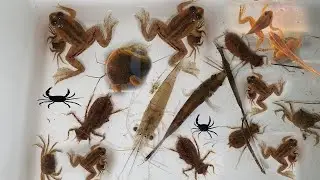 Collecting and observe aquatic insect in rural [ Small frog, snails, crab, fish ] P II