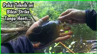 Teknik Mengumpulkan Ikan Agar Strike Terus - Mancing Ikan Kepar / Kapar / Kakapar