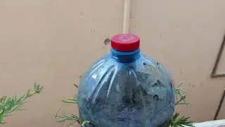 Day 1 Table Rose plantation on Empty water bottle