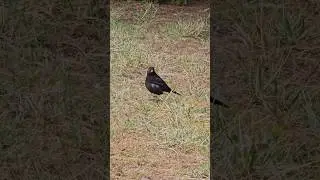 Turdus merula, Spring time, Lithuania