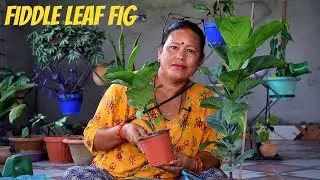Fiddle Leaf Fig Tree Care I Fiddle Leaf Fig Potting Soil Mix I Fiddle Leaf Fig Plant I PhulbariNepal