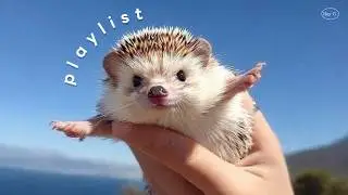 playlist 🍀 나쁜일은 따봉강쥐가 다 처리했다구‼️ 오늘은 행운이 따를거야 | 광고없는 매장음악 · 출근길 · 노동요 · 카페 | Hay G 플리💙