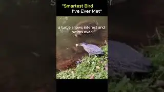 #birdfishing #SmartBird #FishingBird  #WildlifeMoments #CleverAnimals