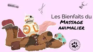 Les BIENFAITS du MASSAGE ANIMALIER 😻