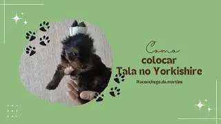 Como colocar tala no seu YORKSHIRE!!!#cachorrosfofos