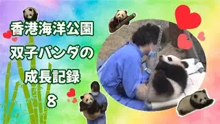 飼育員さん達の愛情しか伝わってこない動画🐼🐼 #パンダ #panda #熊猫