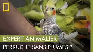 Pourquoi cette perruche s'arrache-t-elle les plumes ? | L'INCROYABLE DR POL