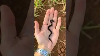 до и после удивительного преображения животных!!
