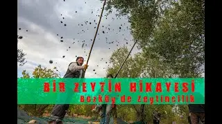 BİR ZEYTİN HİKÂYESİ/BOZKÖY'DE ZEYTİNCİLİK