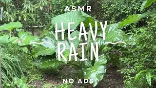 ASMR Heavy Rain on Giant Leaves for Deep Sleep & Focus 🌿🌧️