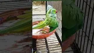 Ringneck Taking Bath like to stay in line with humans 😎#birdsbathing #birdsounds #birdslifestyle
