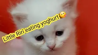 Little  marmar's kids cat eating yoghurt 🥛 😋