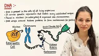 Structure of DNA in हिन्दी | BSc & MSc Zoology