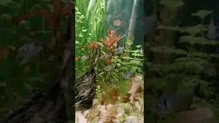 black phantom tetra