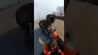 Watch Till End. Muscle Pit Bull Trapped in Flood &mdash; Body Cam Rescue