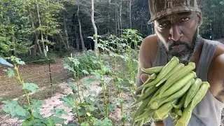How to Preserve Fresh Okra Maintaining it&rsquo;s Color, Flavor and Nutrients 
