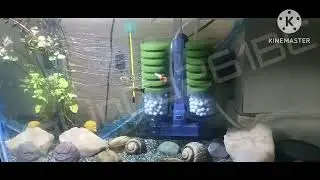 Guppies tank setup with aqua plants,apple snail and pleco@KaLinGa261bc