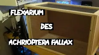 LE NOUVEAU FLEXARIUM DES ACHRIOPTERA FALLAX/MANGA !