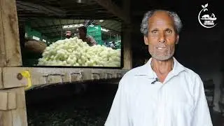 Origins Of Silk | Silk Production | Sericulture | Sourceofsustenance