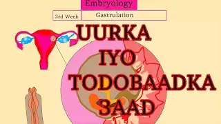 Embryology (3-4) Gastrulation and Neurolation  Uurka iyo todobaadka 3aad/4aad neerfo samaysanka