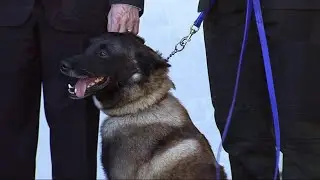 Trump honors dog injured in al-Baghdadi raid