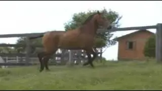 CONCEITO DK - Puro Sangue Lusitano
