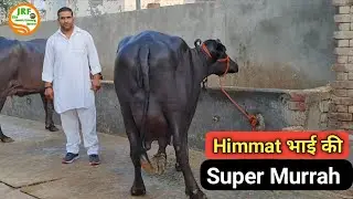 👍For Sale: #Super #Murrah.👍Milk 20Kg+👍Himmat Dairy Farm (9813117054)👍