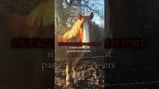 #chevaux #horse #equestrianjourney #equestrian #horsetrack #pony #animals #foal #rodeo #poney #pony