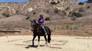 Trail Course Obstacles