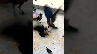 Crow Fight #crow_tube #crows #animalsounds #crowsounds #fight #shorts #ytshorts