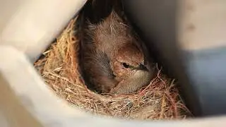 Indian Robin Incubating the eggs in the nest.