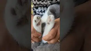 Kitten has dirty legs