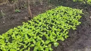 Monkey Ni is about to have  green vegetables to eat