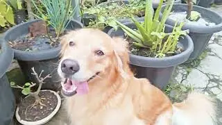 Bermain di pagi hari 🐶🐱 #kitten  #goldenretriever 🥰 happy everyday...